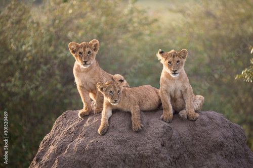 Obraz na plátne Three lion cubs on a termite mound
