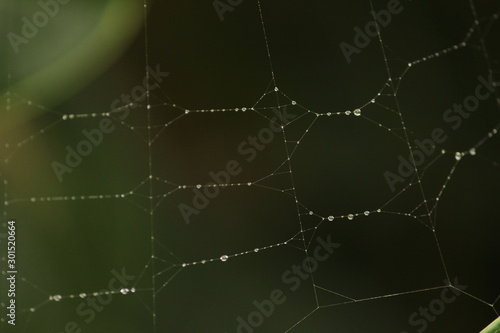 Close up shot of spider web with rain drops   dew drops on the garden   green blured background. rain drops   dew drops on the spider web