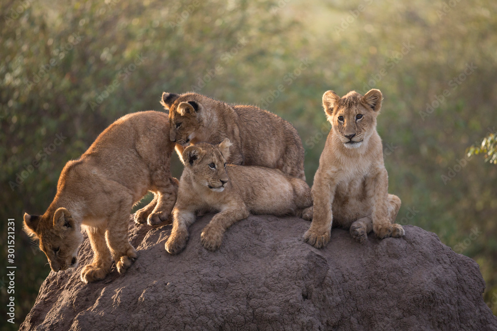 Lion cubs playing on a termite mound Lion cubs playing on a termite mound