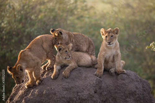 Lion cubs playing on a termite mound