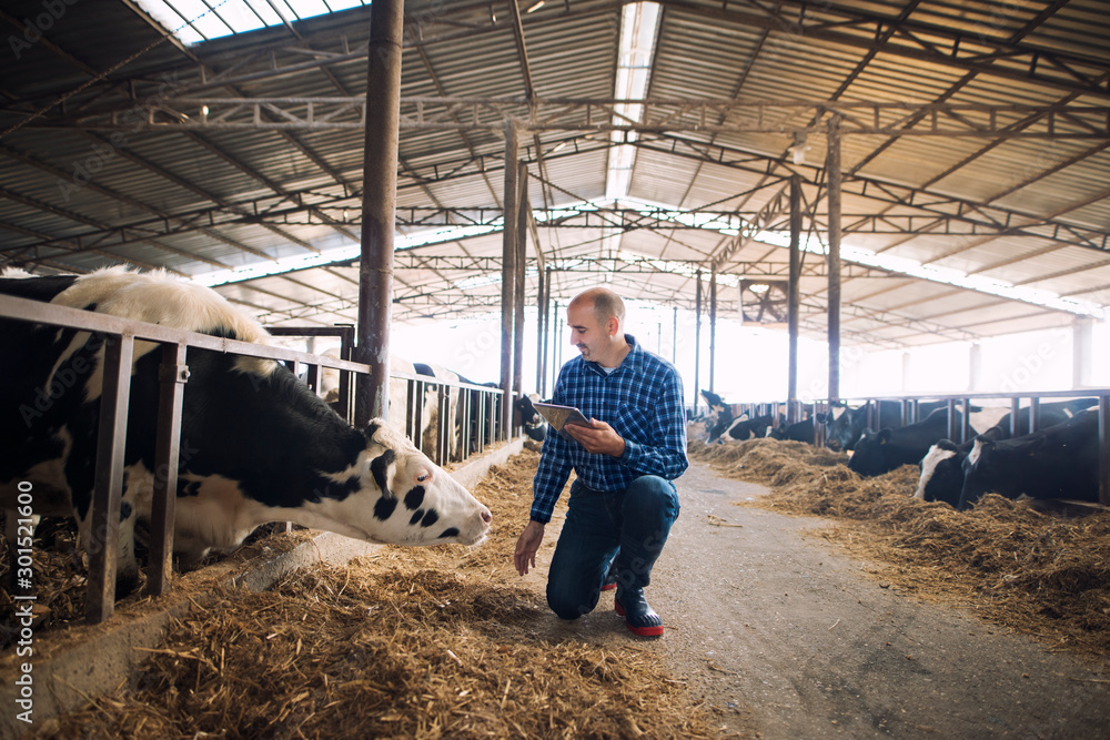 Farmer and cows at dairy farm. Cattleman holding tablet and observing domestic animals for milk production. Farmer and cows at dairy farm. Cattleman holding tablet and observing domestic animals for milk production.
