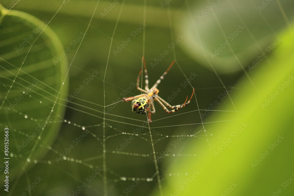 Close up shot of spider / garden spider build / making the spider web on the leafs on the garden / green background Close up shot of spider / garden spider build / making the spider web on the leafs on the garden / green background