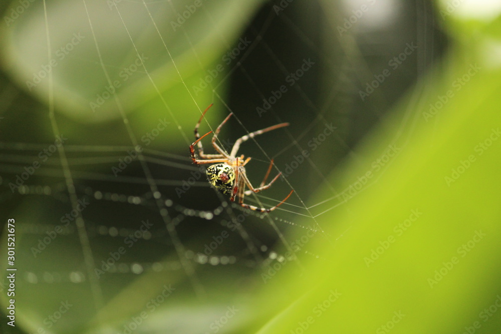 Close up shot of spider / garden spider build / making the spider web on the leafs on the garden / green background Close up shot of spider / garden spider build / making the spider web on the leafs on the garden / green background