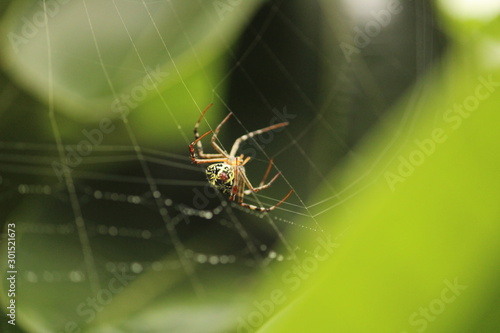 Close up shot of spider / garden spider build / making the spider web on the leafs on the garden / green background