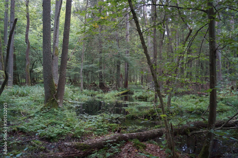 Obraz premium Białowieża 