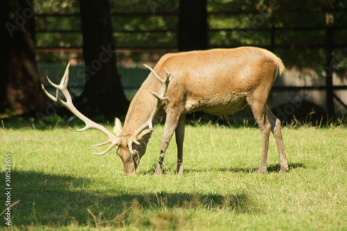 Fototapeta Naklejka Na Ścianę i Meble -  Jeleń