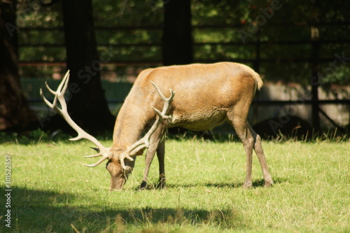 Fototapeta Naklejka Na Ścianę i Meble -  Jeleń