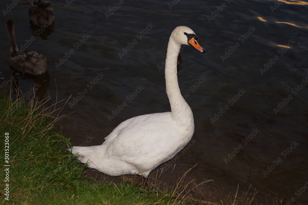 Obraz premium Augustów