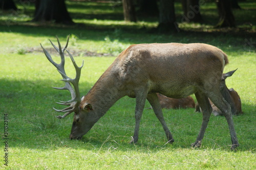 Fototapeta Naklejka Na Ścianę i Meble -  Jeleń
