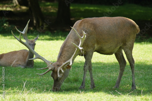 Fototapeta Naklejka Na Ścianę i Meble -  Jeleń