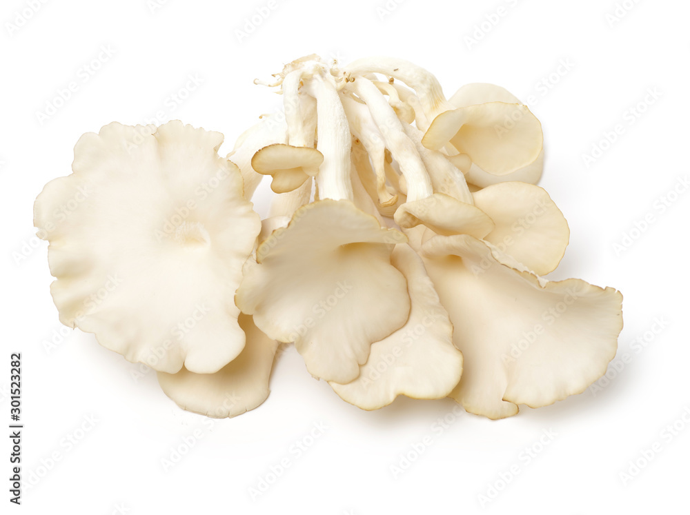 oyster mushroom on white background oyster mushroom on white background