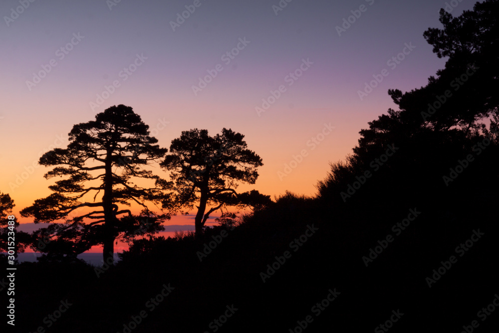 Sunset in mountain shelter in the Sierra de Guadarrama National Park. Backlit pine trees silhouette. Segovia, Madrid, Spain