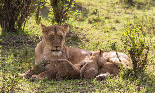 lioness nursing young cubs