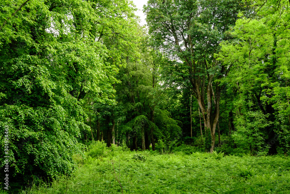 Scottish landscape with wild green trees and leaves in a forest in a sunny summer day, photographed with soft focus - obrazy, fototapety, plakaty 