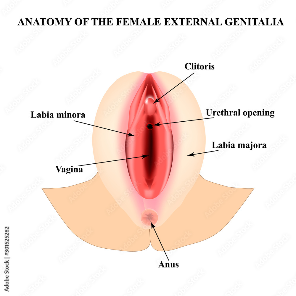 Fotografie Female external genitalia