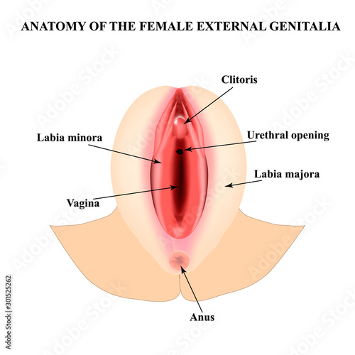 Female external genitalia. Anatomical structure of the vulva, vagina, clitoris. Infographics. Vector illustration on isolated background.