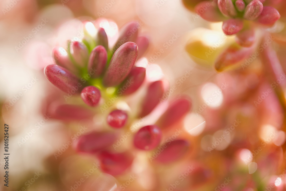 Sedum rubrotinctum 'Aurora' セダム「オーロラ」