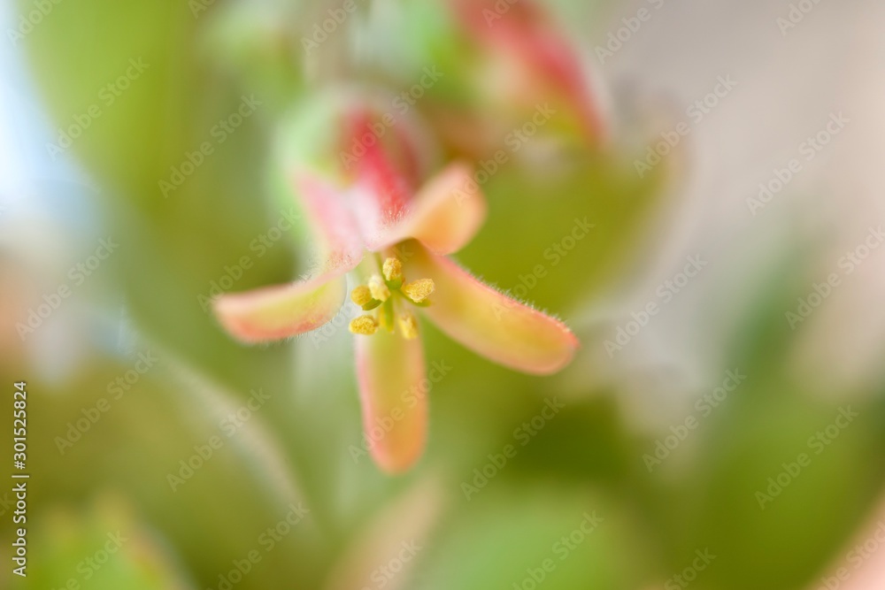 Fototapeta premium 熊童子の花