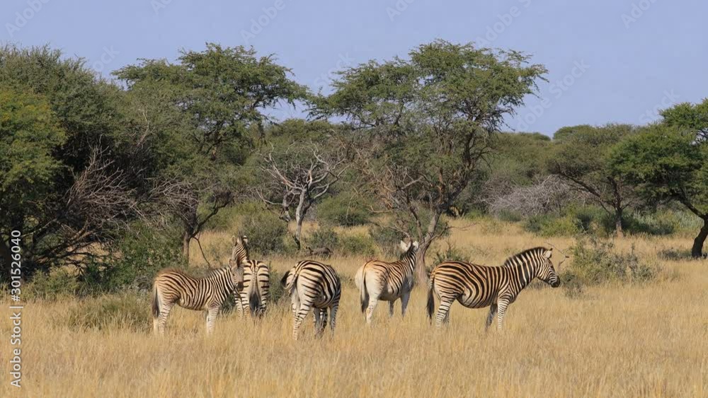Plains zebras (Equus burchelli) in natural habitat, Mokala National Park, South Africa Plains zebras (Equus burchelli) in natural habitat, Mokala National Park, South Africa