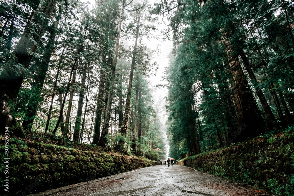 Fototapeta premium Tall pine trees tunnel ancient walk path at Nikko world heritage site in Japan autumn rain