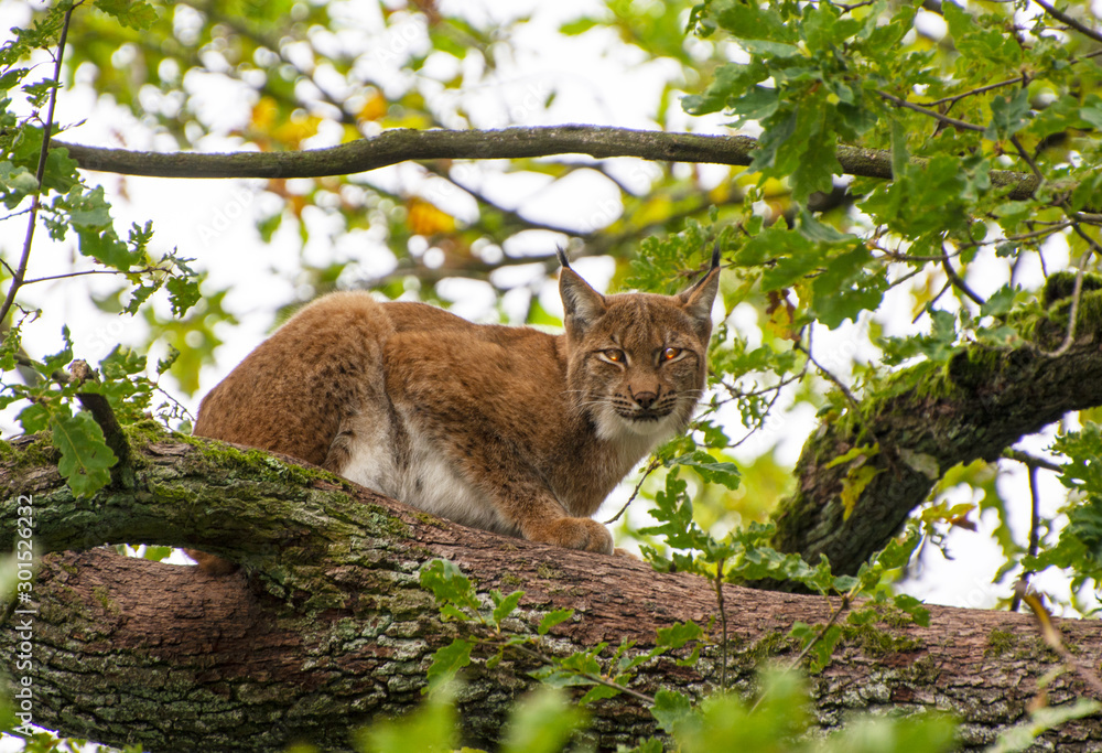 eurasian lynx on a tree eurasian lynx on a tree