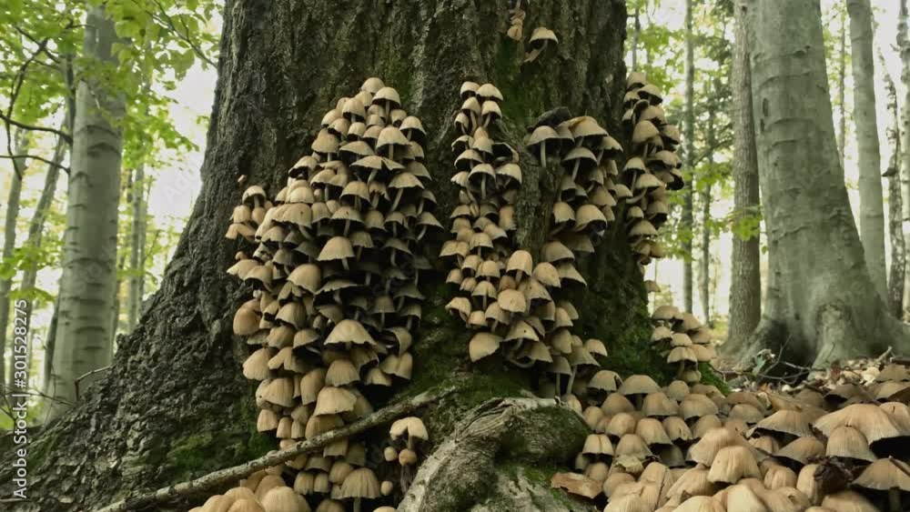 Wild mushrooms colony in the forest. Close-up. Dolly shot. Wild mushrooms colony in the forest. Close-up. Dolly shot.