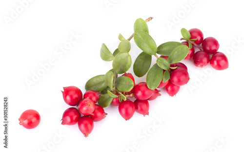 Fresh red berry: hand-picked forest Cowberry isolated on white background