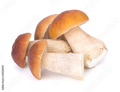 Big Boletus Edulis Mushroom isolated on white background close up