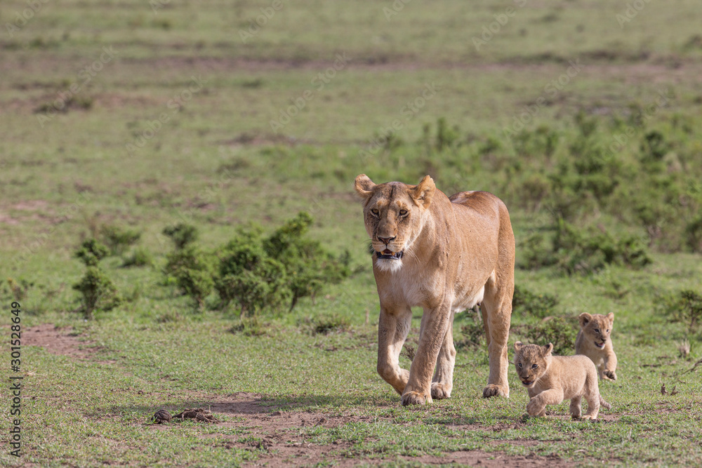 Lioness walking with very young cub Lioness walking with very young cub