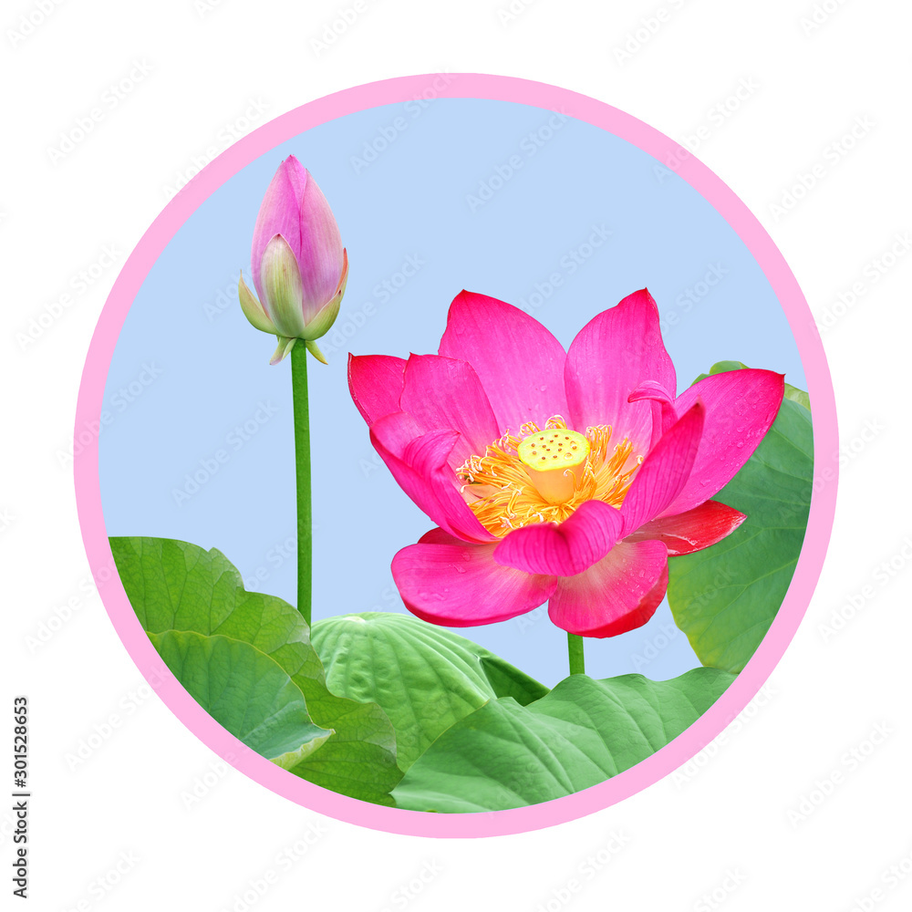 Lotus flowers in circle