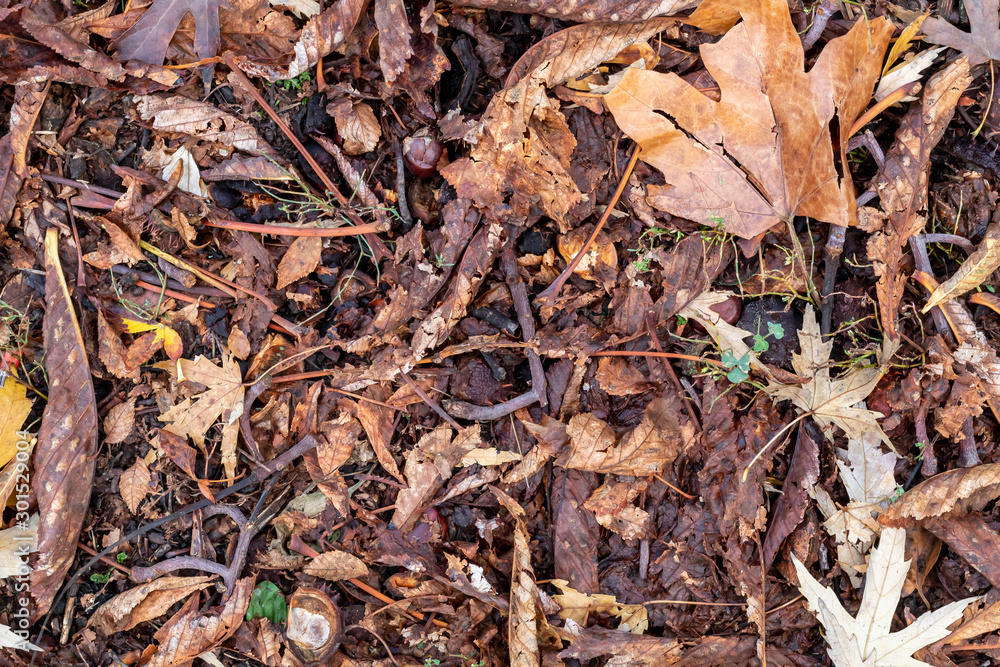 Textured Created From Brown Autumn Leaves and Chestnuts on The Ground Textured Created From Brown Autumn Leaves and Chestnuts on The Ground