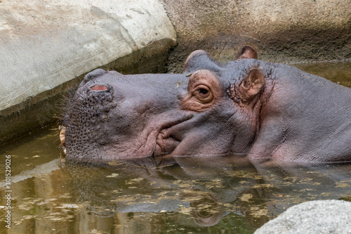 Relxaed Hippo