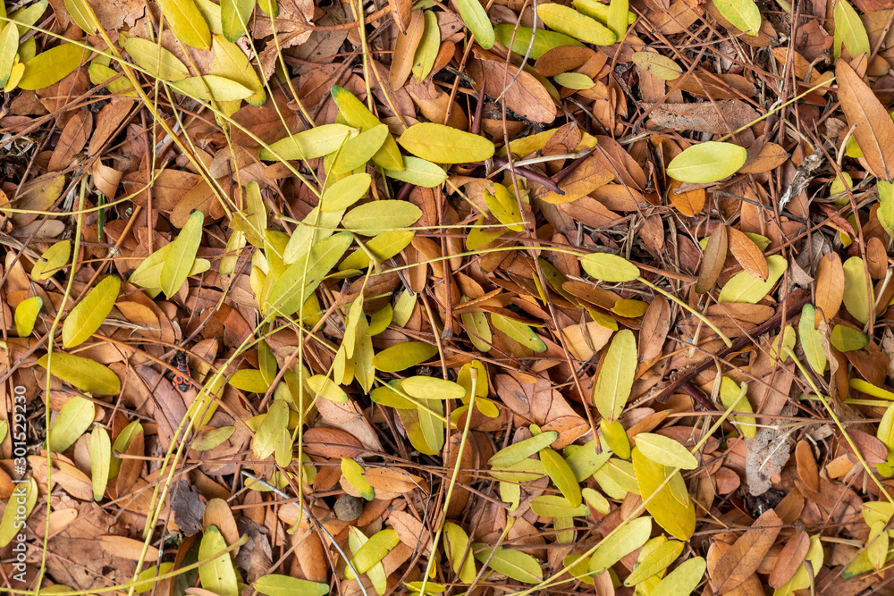 Texture Created From Yellow and Brown Autumn Leaves Laying on The Ground