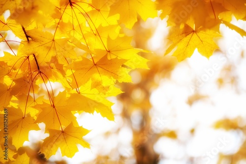 bright gold yellow autumnal maple leaves with copy s space