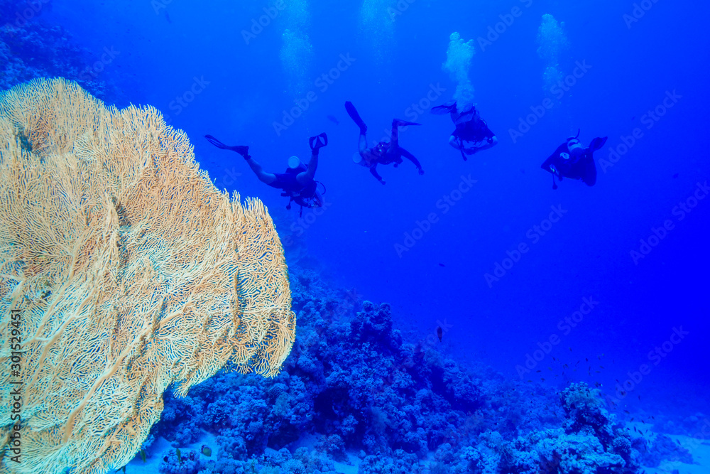 Fototapeta premium Diving the Red Sea Egypt