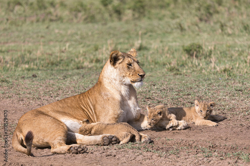 lioness nursing young cubs
