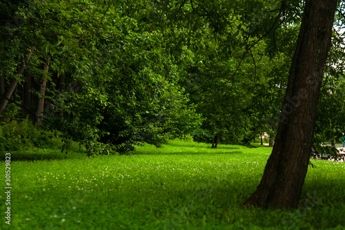 Beautiful landscape: trees and grass