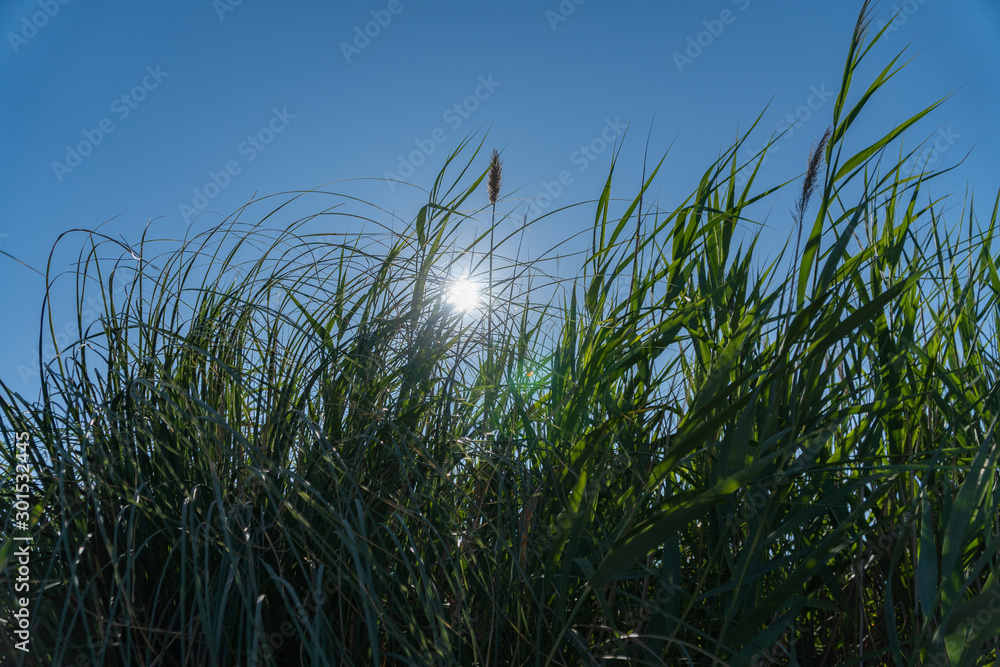 The sun and the blue sky shining on a tall green grass - environmental concept