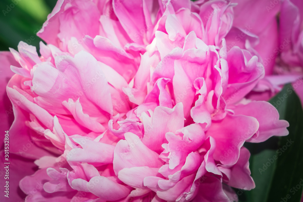 Pink peonies in the garden. Closeup of beautiful pink Peony flower.