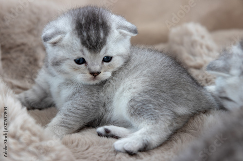 Silver Shedded BKH Kitten