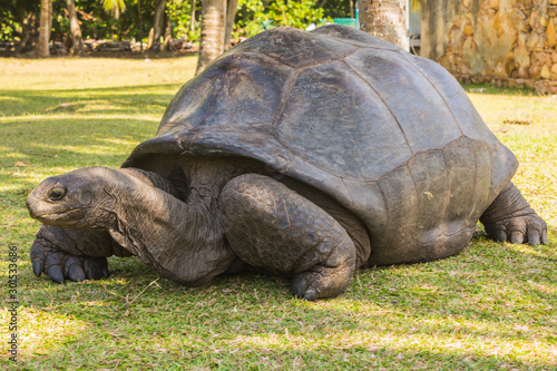 Aldabra giant tortoise, Turtle on the beach