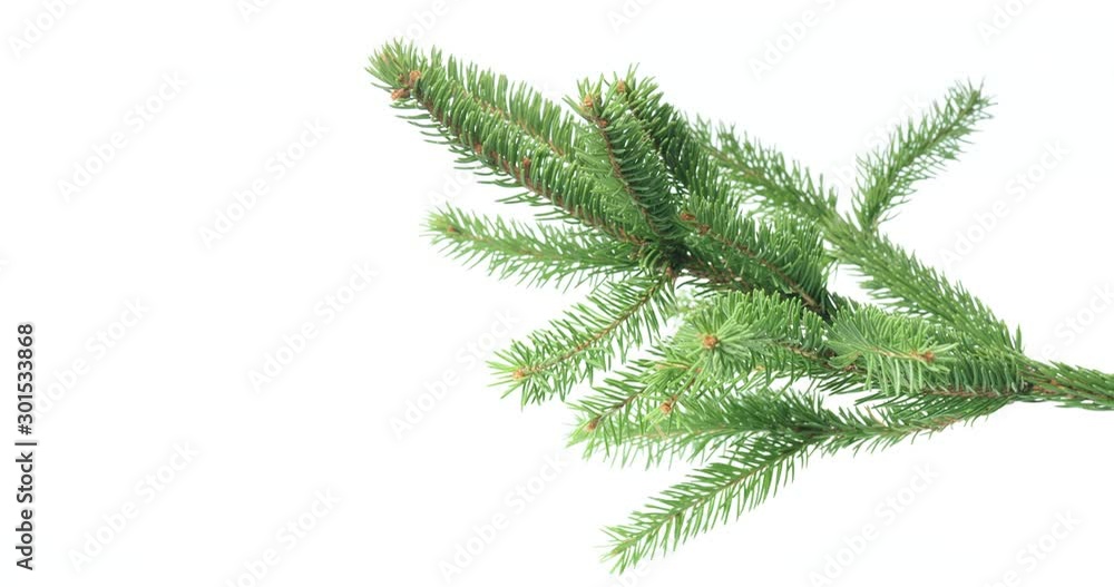 Green spruce branch on white background Green spruce branch on white background