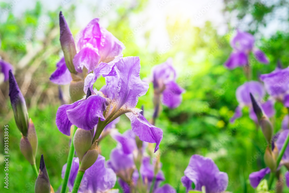 Close up of purple iris flowers on natural green background with copy space