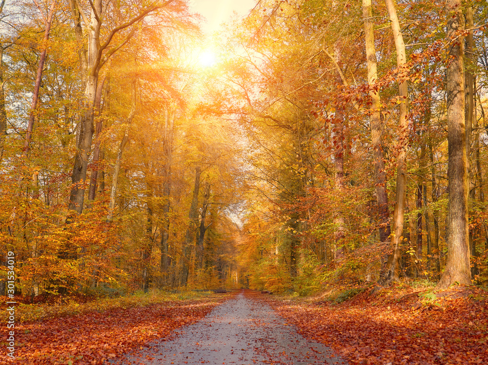 Obraz premium Beautiful alley in a park, autumn background