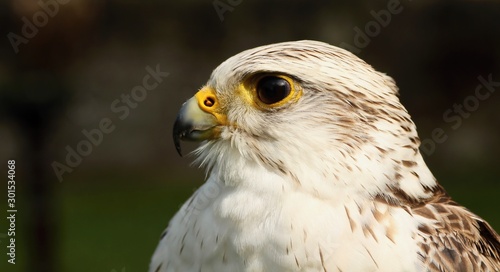 Details and portraits of birds of prey,