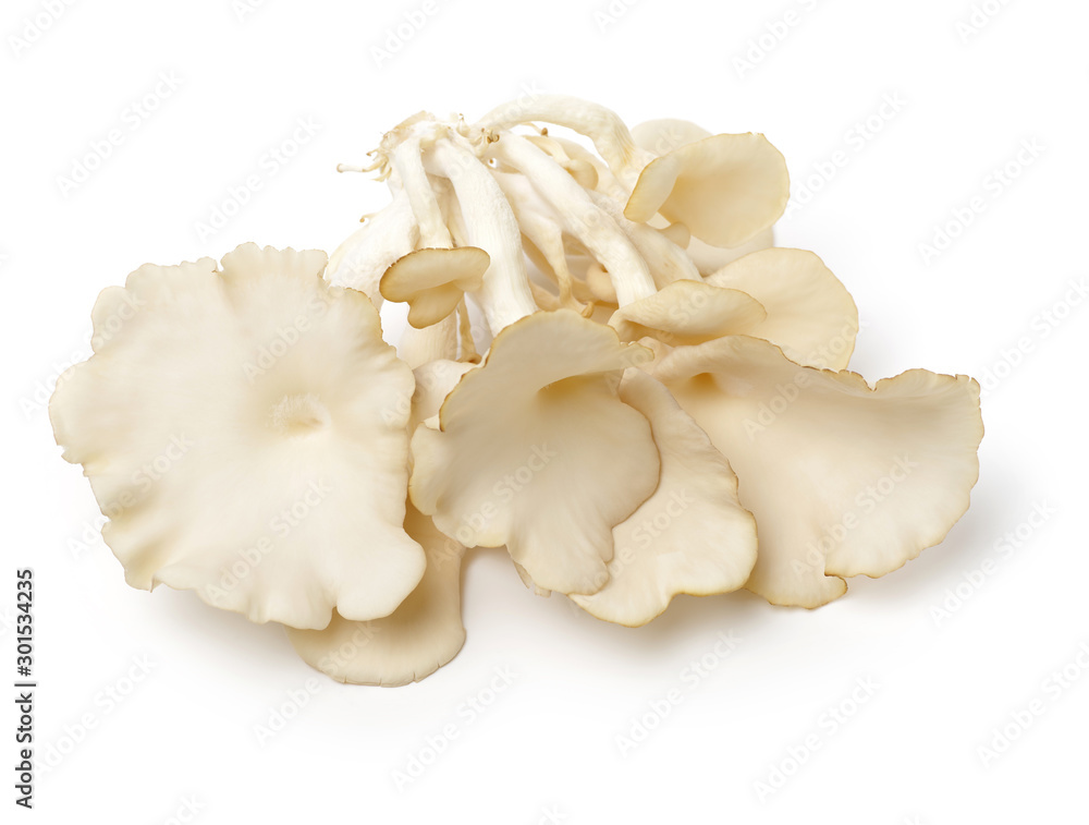 oyster mushroom on white background oyster mushroom on white background