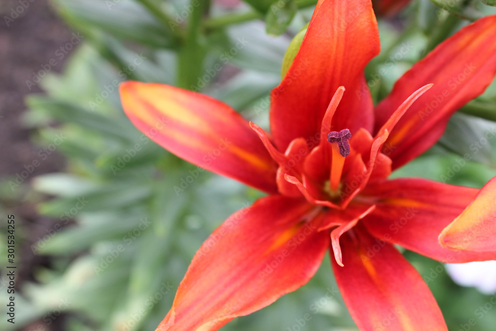 orange flower close, green leaves around, lily flower orange flower close, green leaves around, lily flower
