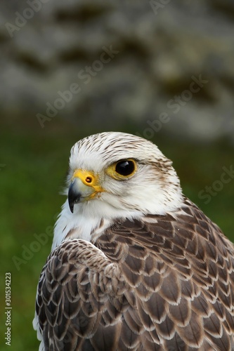 Predators
