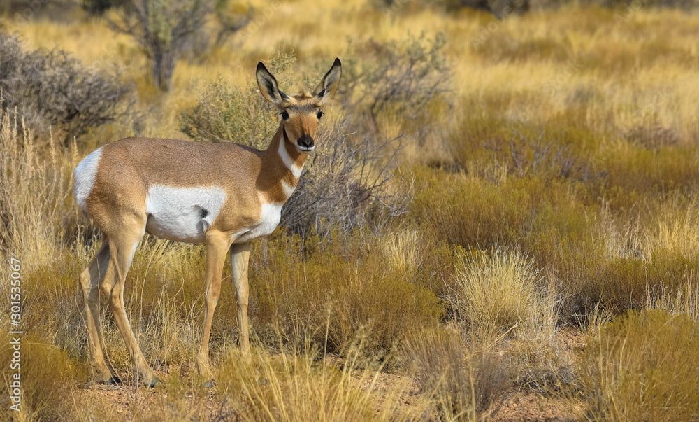 Young californian white-tailed deer looking at the camera Young californian white-tailed deer looking at the camera
