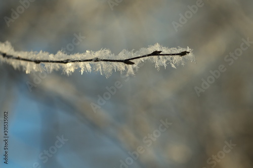 Hoarfrost on the branch of a tree , backlight